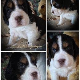 Boy 1 'Ozzie' - Liver white and tan male English Springer Spaniel puppy in Silverdale, Washington from TimberVale Springers