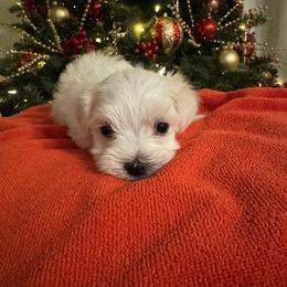 Rex - White male Maltese puppy in Dallas, Texas from Lizeth's Pups