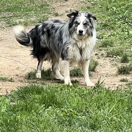 Rip - Border Collie