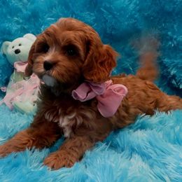 Cavapoo puppies from Knight Pups