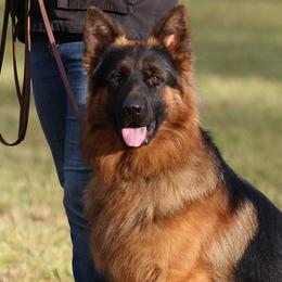 Thanos - German Shepherd