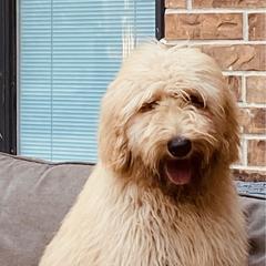 Maverick - Apricot Goldendoodle puppy in The Woodlands, Texas from Hula & Oliver Co.