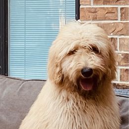 Maverick - Apricot Goldendoodle puppy in The Woodlands, Texas from Hula & Oliver Co.
