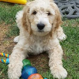 Goldendoodle Puppies from Sammy’s Doodles