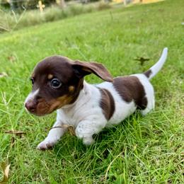 Honey AKC FULL - Piebald female Dachshund puppy in Gentry, Arkansas from Sweet As Pie Doxies