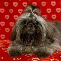 Shih Tzus from The Tzu Fighters