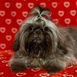 Shih Tzus from The Tzu Fighters