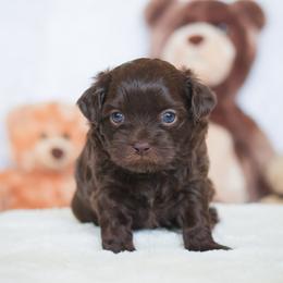 Bear - Liver male Shihpoo puppy in Nickelsville, Virginia from The Teddybear Shihpoo