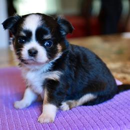 Black tri - Black and white female Chihuahua puppy in Marcy, New York from Dralion Chihuahuas