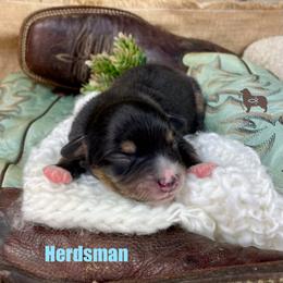 Herdsman - Black tri male Miniature Australian Shepherd puppy in El Dorado Springs, Missouri from OR Aussies