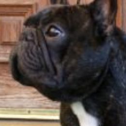 French Bulldogs from Arquivolta Kennel