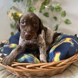 German Shorthaired Pointer and Jack Russell Terrier Puppies from Ivy Creek Kennels