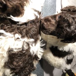 Aussiedoodle and Poodle Puppies from Ohana Companions