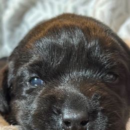 Labrador Retriever Puppies from Tripp Labradors