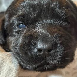 Labrador Retriever Puppies from Tripp Labradors