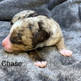Chase - Chocolate merle male Bernedoodle puppy in New Ringgold, Pennsylvania from Hawk Mountain Doodles