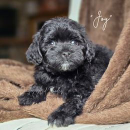 Joy - Black and white female Cockapoo puppy in Cleveland, Georgia from Jam's Doodles And Poodles