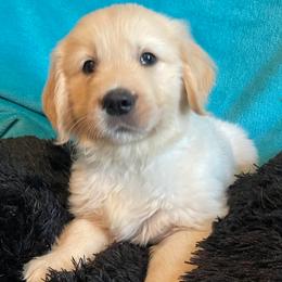 Prince - Light golden male Golden Retriever puppy in Ennis, Texas from Amberidge Golden Retrievers