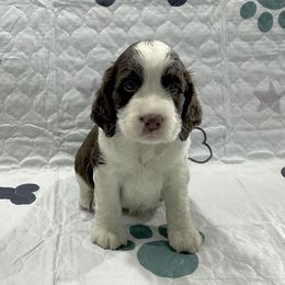 Trey - Liver and white male English Springer Spaniel puppy in Casnovia, Michigan from DESK Springer Spaniels