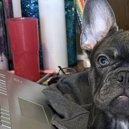 French Bulldogs from Cat's Custom Frenchies