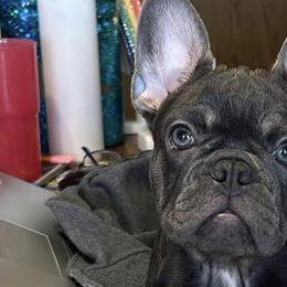 French Bulldogs from Cat's Custom Frenchies