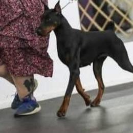 Gemma - Doberman Pinscher