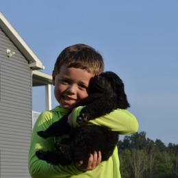 Poodle Puppies from D and D Standard Poodles