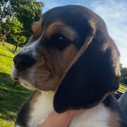 Elliot - Black white and tan male Beagle puppy in Harrison, Arkansas from Leslie Beagles of Leslie Farm