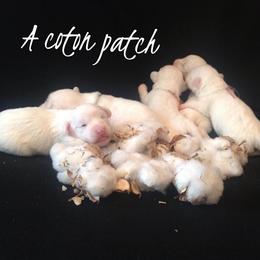 Coton de Tulear Puppies from Hopecrest Show Dogs