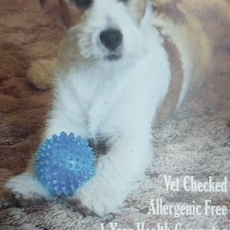 Sissy - Russell Terrier