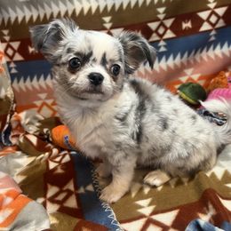 Birch - Merle male Chihuahua puppy in Charlevoix, Michigan from Steadfast Chihuahua’s