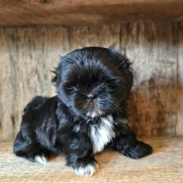 Ruby - Black and white female Shih Tzu puppy in Mountain Grove, Missouri from Precious Puppies