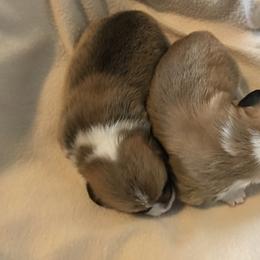 Pembroke Welsh Corgi Puppies from Winterflower Corgis
