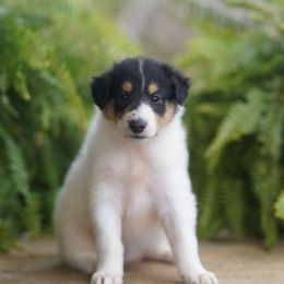 Dior - Black white and tan female Collie puppy in Huffville, Virginia from Blackberry Hills Cattle dogs and Collies