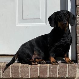 Whiskey - Black and tan female Dachshund puppy in Pulaski, Tennessee from Billboard Doxies