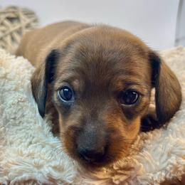 Cindy - Sable female Dachshund puppy in Rio Linda, California from Destiny's Mini Doxies