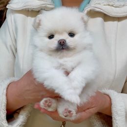 St. Nick - White male Pomeranian puppy in Irvine, California from Bon Bon Poms