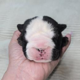 Ben - Black tri-color male Bulldog puppy in Albany, Oregon from Red Cloud Australian Shepherds and DeGray Great Danes & Bulldogs
