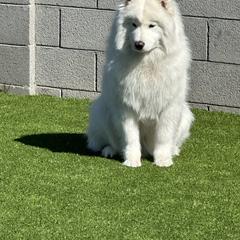 Halo - Samoyed