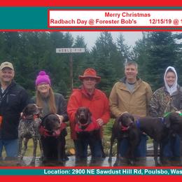 German Shorthaired Pointer All Grown Up from RADBACH KENNELS