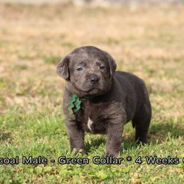 Hatta (Green Collar) - Charcoal male Dilute Retriever puppy in Little Rock, Arkansas from Charcoal And Silver Labs