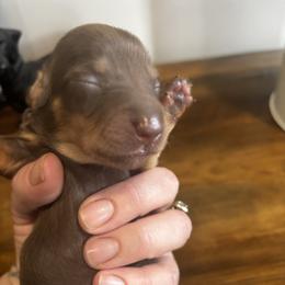 Maple - Chocolate and tan female Dachshund puppy in White Cloud, Michigan from West Michigan Dachshund