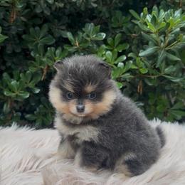 Squirtle - Blue and tan male Pomeranian puppy in Sandia, Texas from Broken Arrow Poms
