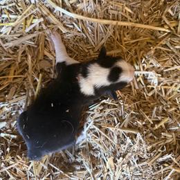 Boy 1 - Black and white male American Corgi puppy in Sequatchie, Tennessee from Green Star Farm Corgis