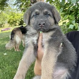Aquamarine - Blue female German Shepherd puppy in Watervliet, Michigan from M&M Shepherd Farms