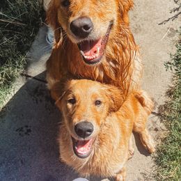 Golden Retriever All Grown Up from Winters Goldens
