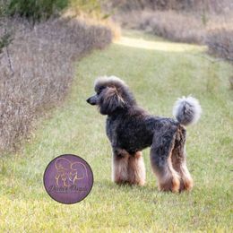 Suni - Poodle