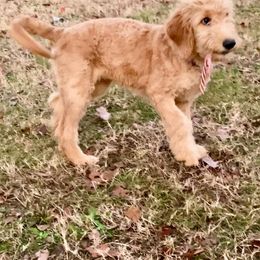 Aussiedoodle and Goldendoodle Puppies from Ford Family Kennels