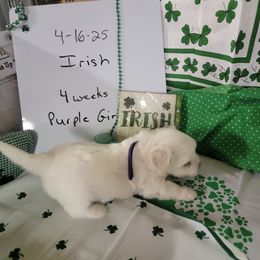 Girl 1 - Coton de Tulear puppy in Middletown, Ohio from Carousel Cotons