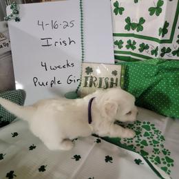Girl 1 - Coton de Tulear puppy in Middletown, Ohio from Carousel Cotons